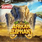 Slot African Elephant: Keberuntungan Datang Bersama Gajah Liar!